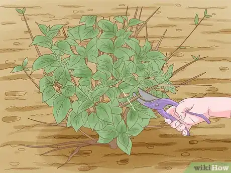 Image titled Prune Lacecap Hydrangeas Step 4