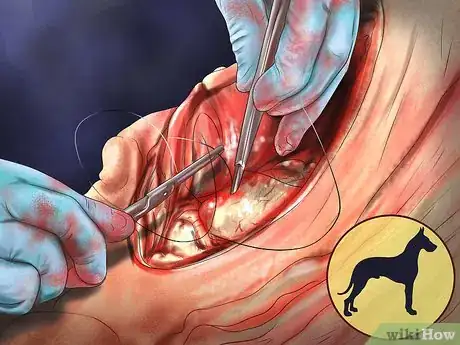 Image titled Treat Bloat in Great Danes Step 15