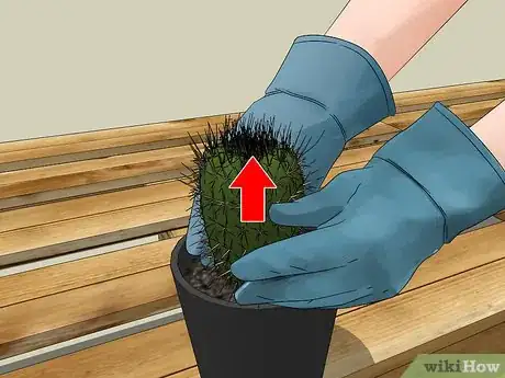 Image titled Care for a Cactus Step 4