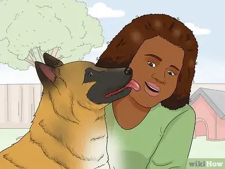 Image titled Identify a Belgian Tervuren Dog Step 14