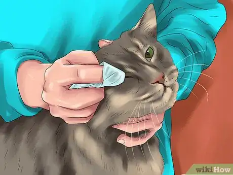 Image titled Treat Keratitis in Cats Step 12