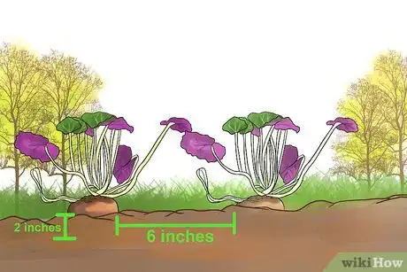 Image titled Care for Cyclamen Plants Step 12