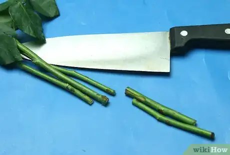 Image titled Dye Dried Roses Step 8