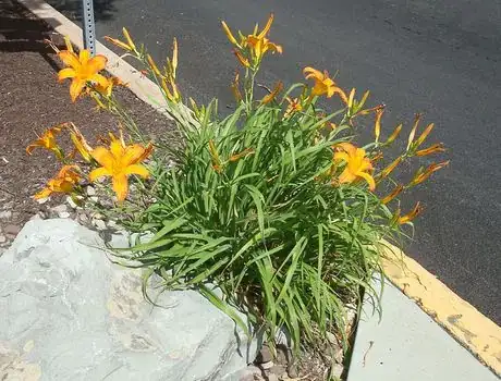 Image titled Dayllillies 2