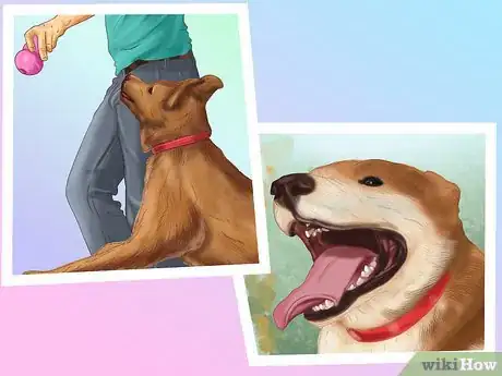 Image titled Make Your Home Safer for a Senior Dog Step 10