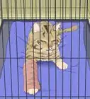 Splint a Cat's Broken Leg