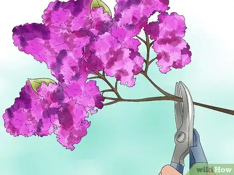 Image titled Grow Lilacs Step 8