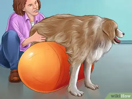 Image titled Treat a Dog with Osteosarcoma Step 10