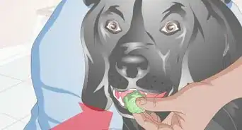 Groom a Difficult Dog