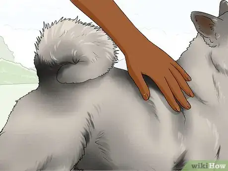 Image titled Identify a Norwegian Elkhound Step 8