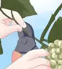 Prune Grape Vines