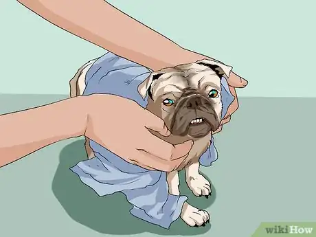 Image titled Groom Pugs Step 17