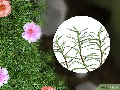 Image titled Grow Moss Rose Step 6