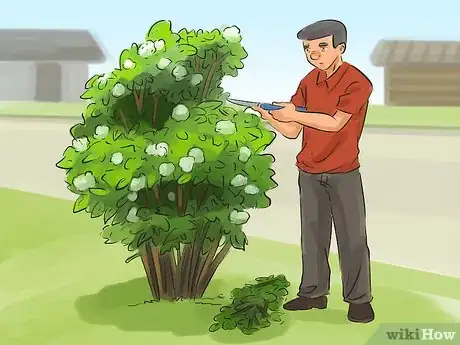 Image titled Prune a Snowball Bush Step 4