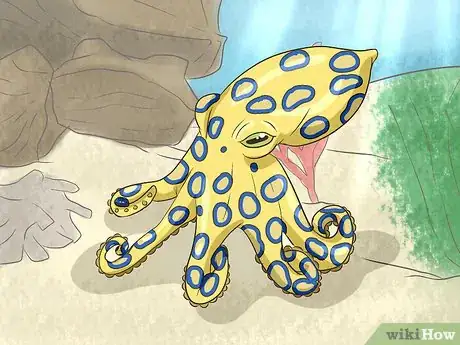 Image titled Identify Dangerous Marine Animals in Australian Waters Step 1