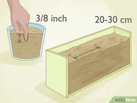 Image titled Grow Osage Oranges Step 6