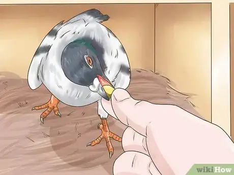 Image titled Use the Widowhood System to Train Homing Pigeons Step 2