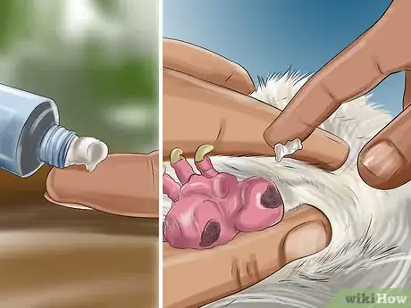 Image titled Treat Bumblefoot in Cockatoos Step 7