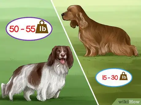 Image titled Identify a Field Spaniel Step 7