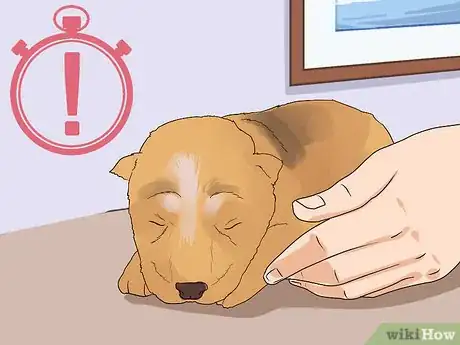 Image titled Socialize Orphaned Newborn Puppies Step 1