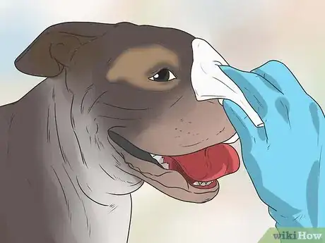 Image titled Care for Bulldogs Step 17