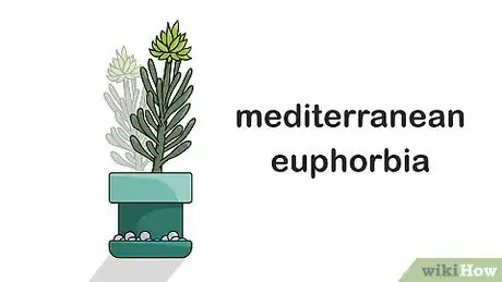 Image titled Grow Euphorbia Step 3