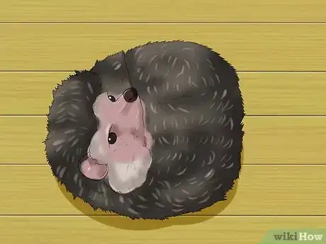 Image titled Help Your Hedgehog Get Used to Handling Step 6