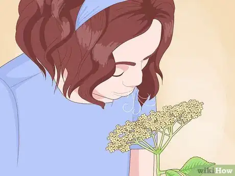 Image titled Identify Elderflower Step 10