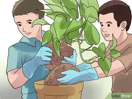 Image titled Rejuvenate an Overgrown Houseplant Step 8