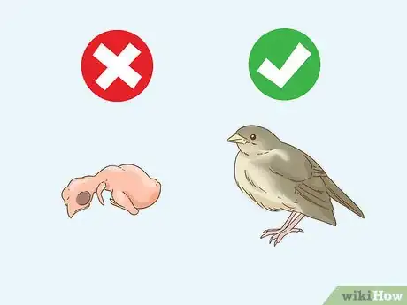Image titled Help a Fallen Fledgling Step 1