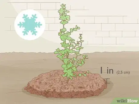 Image titled Grow Rainbow Eucalyptus Step 15