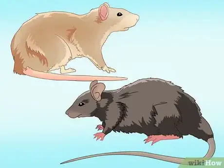 Image titled Catch a Rodent in Your House Step 2