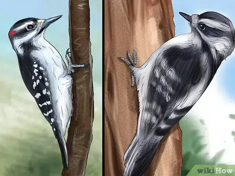 Image titled Tell the Difference Between Downy and Hairy Woodpeckers Step 2