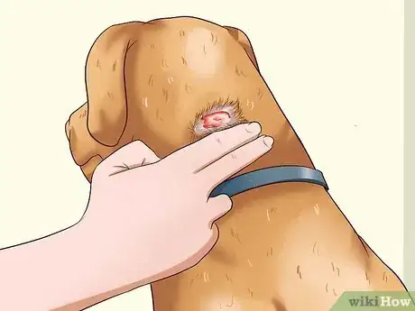 Image titled Diagnose and Treat Your Dog's Itchy Skin Problems Step 2