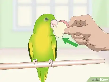 Image titled Teach a Parrotlet to Speak Step 8