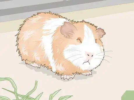 Image titled Change a Guinea Pig's Diet Step 12