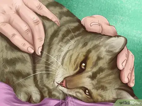 Image titled Identify Early Signs of Chronic Kidney Disease in Cats Step 5