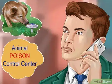 Image titled Protect Your Dog from Toxic Mushrooms Step 6