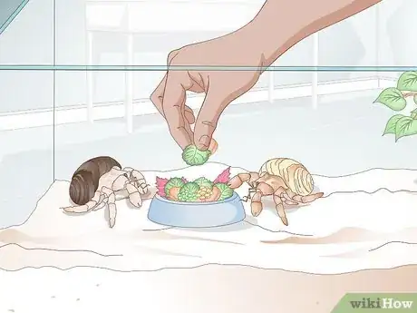 Image titled Buy a Pet Hermit Crab Step 11