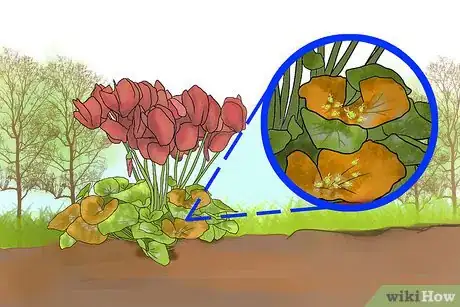 Image titled Care for Cyclamen Plants Step 15