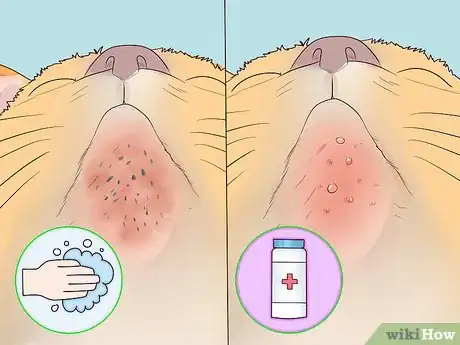 Image titled Treat Feline Acne Step 9