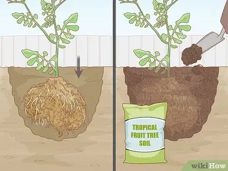 Image titled Grow Rainbow Eucalyptus Step 13