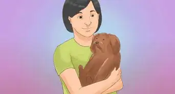 Take Care of a Shih Tzu