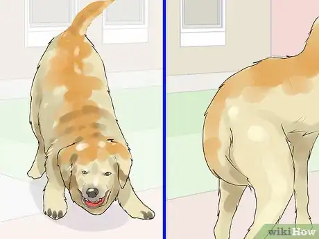 Image titled Responsibly Give a Dog As a Gift Step 13