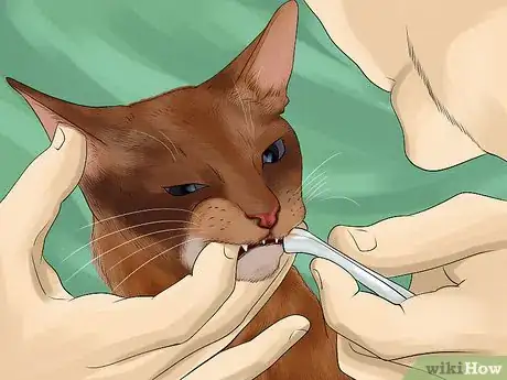 Image titled Take Care of a Somali Cat Step 5