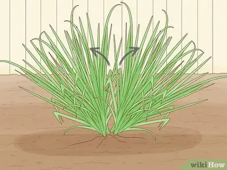 Image titled Grow Sweetgrass Step 21