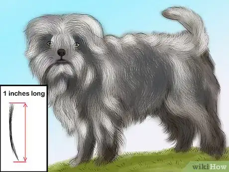 Image titled Identify an Affenpinscher Step 6