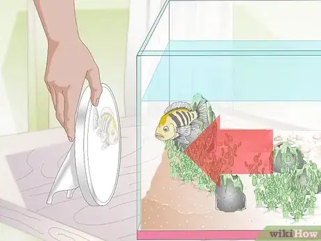 Image titled Buy Fish for an Aggressive Freshwater Aquarium Step 6