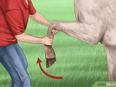 Image titled Maintain Good Hoof Care on Your Horse Step 2