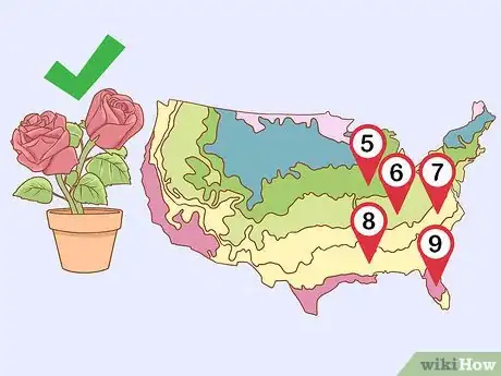 Image titled Grow Long Stem Roses at Home Step 1